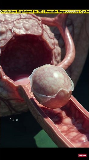 Ovulation Explained in 3D | Female Reproductive Cycle Simplified