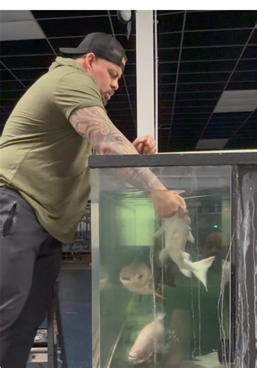 We had to jump into action to save this albino marble tiger shovelnose catfish. We walked into the shop and found him floating upside down. We tried everything—water changes, meds, oxygen—but nothing worked. As a last-ditch effort, we made the hardest call: surgery. We carefully opened him up to see if we could give him one final chance. It’s been 3 days now… and he’s active, swimming, and eating again ❤️ Moments like this remind us why we do what we do. #aquarium #aquariumhobby #fishsurgery #ca