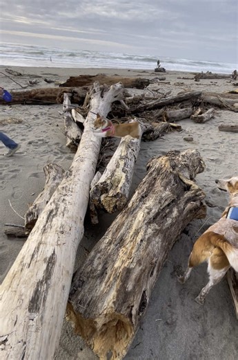 Jessie enjoyed log jumping at the beach. #corgi #corgisoftiktok #corgicommunity #corgipuppy #cutecorgi