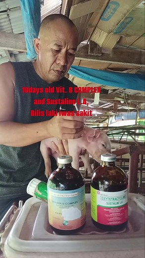 10days old, vit.B complex and Sustaline L.A, bilis laki iwas sakit. 🐖 🐖 🐖 💉💉 #injection ##vitamins #piglets #reelsfypシ #reelsfbシ #reelsvideohighlights2025 #tonyjamilhibaya | Tony Jamil Hibaya