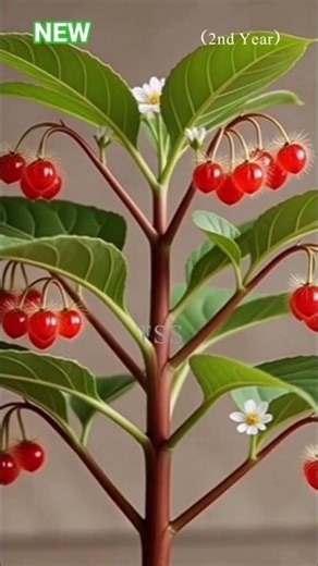 Japanese Wineberry Growth Timelapse | From Seed to Fruit #shorts #shortsfeed