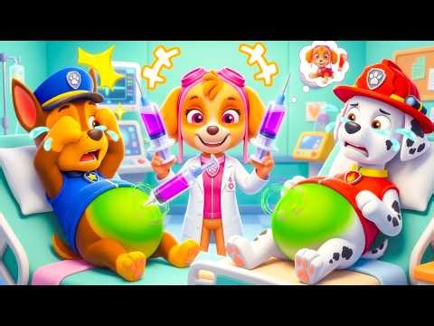 ¿Qué pasó? ¿Chase y Marshall están embarazados? ¿Qué está haciendo Skye? | PAw PatRol en Español