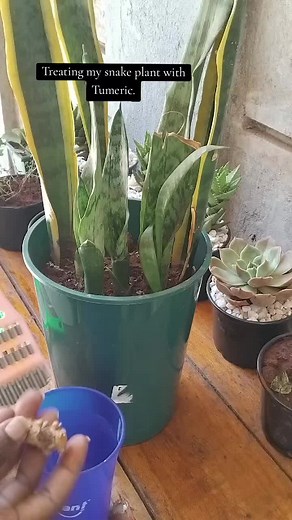 How to Revive a Snake Plant Using Turmeric Water