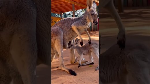 Heartwarming animal mom moments captured over the years