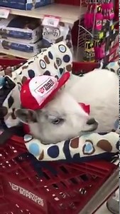 110K views · 8.7K reactions | Goat goes Shopping - MaDolly Compilation Vlog | Goat Life | Facebook