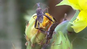 10K views · 104 reactions | It may seem peaceful in this University of Florida organic garden, but there's plenty of action if you look closer. #NSFfunded entomologist Christine Miller and her team are studying how insects compete and even fight for a mate, as a key to better understanding animal behavior, diversity and #evolution. Turns out there's much to learn from animal warfare, even when the animals are barely visible: bit.ly/2dwrSLh | National Science Foundation (NSF) | Facebook
