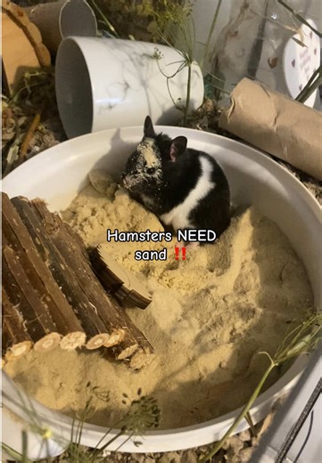 Importance of Sand for Hamster Enrichment