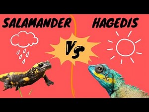 Kort Maar Krachtig | Dit Zijn DE Verschillen Tussen Hagedissen en Salamanders!