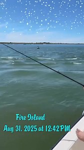 Bridget Riley Marine on Reels