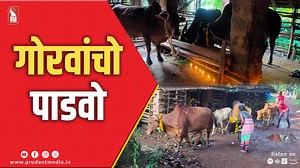 5.9K views · 74 reactions | Gorvacho Padvo: Embracing the Sacred Bond with Cows #Goa #Padvo #Culture #goanculture #Goanews #konkani_news #cows #cattle #worship | Prudent Media | Facebook