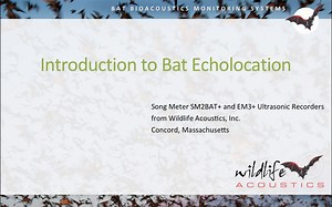 Module 2: Introduction to Bat Echolocation