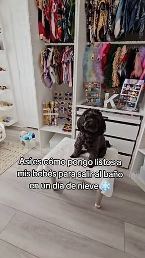 los amo mis bebés peludos🐕🐩 Oreo & Kevin #poodles #caniches #perrijos #snowdog #perrosfelices #perrijos #perrosjugando #PeluditosFelices #amorperruno | furdoggies