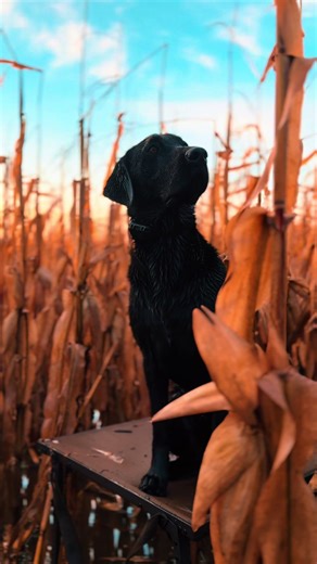 Target acquired 🦆#blacklab #hunting #fyp #retriver #labrador | black lab