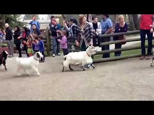 Goat Stampede at Beacon Hill Children's Farm