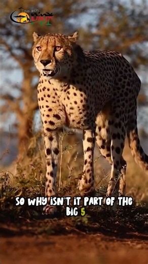 Why Isn’t the Cheetah One of the Big Five? 🐆