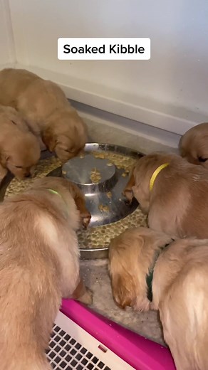 Golden Retriever Puppy Weaning: Tips and Advice