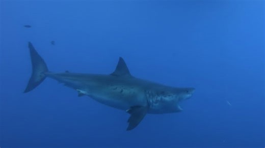 Sharks have secret warning signals and missing them can be fatal