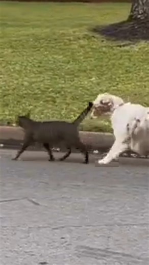 Bubba & Coconut's story: https://welovecatsandkittens.com/cat-stories/bubba-and-coconut/ 😻 Credit@ https://www.instagram.com/wigglebuttcoconut/ | Cats And Kittens