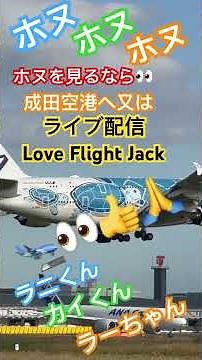 11/13ラーちゃん、ラニくんがハワイから戻って来くるのがYouTubeのライブ配信にて　Love Flight Jack チャンネルで見れますね#shorts #フライングホヌ #成田空港