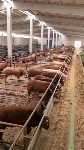 Büyük Çiftlik Projeleri ve Hayvancılık Uygulamaları