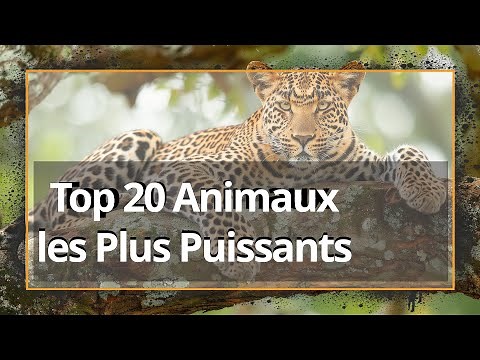 TOP 20 Animaux Les Plus Puissants de la Forêt |Tigres, Loups & Secrets Sauvages | Instincts Sauvages