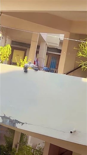 Bird lovers #pigeon #viralshort #naturelovers #trending #ytshorts