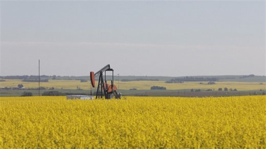How China's tariffs on canola could impact Canada