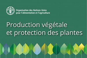 Accueil | Production végétale et protection des plantes | Organisation des Nations unies pour l'alimentation et l'agriculture (FAO)