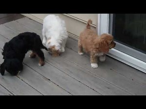 Mini Poodle Mix Puppies For Sale