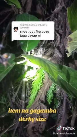 Gagamba Hunting Tips and Highlights