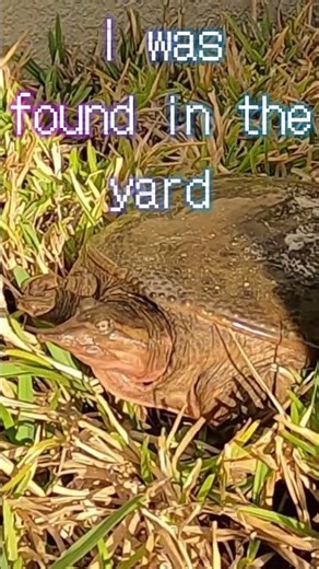 #short rare sighting of a snapper turtle! 🐢