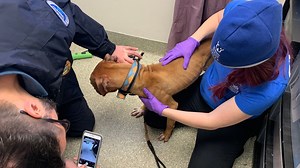Officers seize four dogs in year-long DC dog fighting investigation
