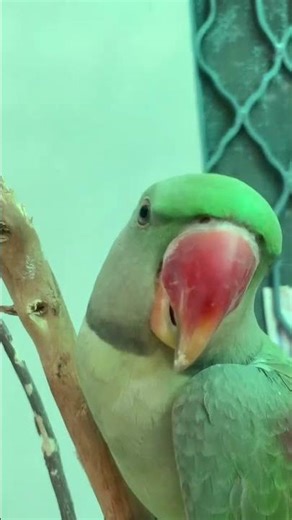 Mitho Reciting Poem 🦜🎤 | Cutest Talking Parrot Ever 😍 | Viral Short