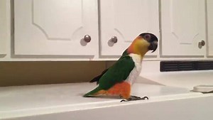 Little Bird, dancin a little jig on the fridge. We love Irish music 🎶 Music by: Katy Adelson - Swallowtail Jig | Leanne & Friends