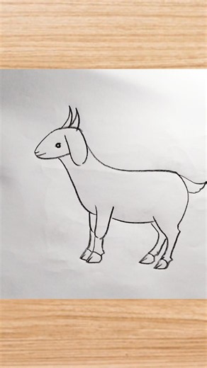How to draw goat drawing easy step by step