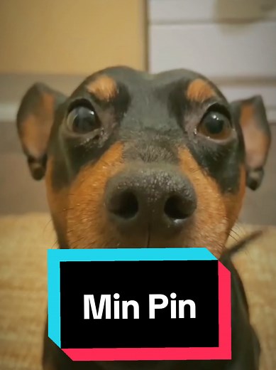Discover the Miniature Pinscher: The Ultimate Min Pin Guide