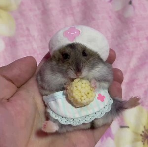 Nurse Joy Patty: “Hamself-care is hamportant! Gotta take good care of myself first before I can heal others!” 💕 #hamster #hamsters ©️Papas Jaieden & Gerard | Hamstars