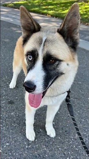 🐕 Meet Hatchi! 🐾