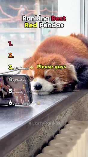 Ranking Best Red Pandas
