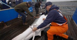 Sharks tracked off Atlantic coast by OCEARCH | 60 Minutes