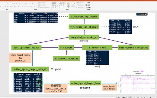 12_nichenet用法的分步讲解（详细到爆）
