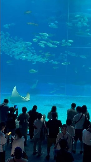 【沖縄旅行】美ら海水族館