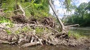 Look at this spectacular young turtle! This video gives you a good look at the amazing pattern, both above and below the waters surface, and a peek of this turtle’s habitat at the end! It was filmed and shared with us by Luke Pearson- “A last year's hatchling Yellow-blotched Sawback Map Turtle (Graptemys flavimaculata) found during a float trip in southeast Mississippi. This little one was beautifully colored, and due to the warmer weather, the baby turtles were basking in full force! This speci