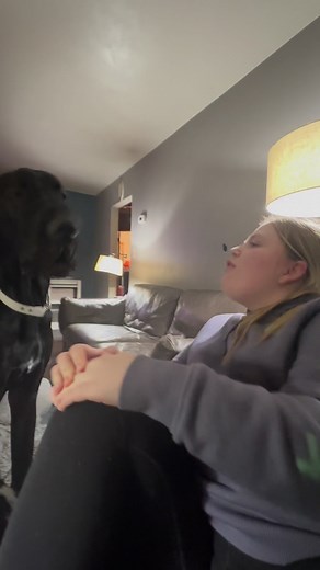 334K views · 4K reactions | Barking contest I’m pretty sure Joe won what do you think? #dog #DogBarking #GreatDane #BigBark | Larry_the_great_dane | Facebook