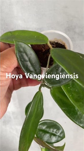 Hoya Vangviengiensis