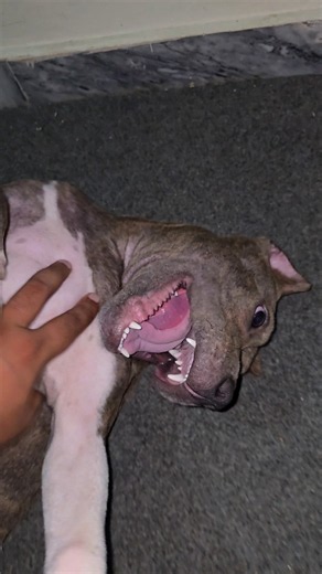 He Threatens Me Like This For Belly Rubs! 🤣 American Bully 🐕 #americanbully #shorts