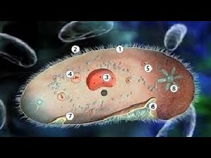 Paramecium feeding etc.