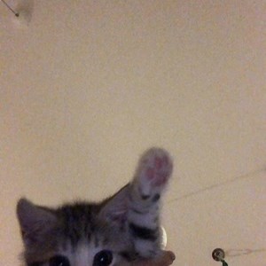 ュュュュ - Twitch