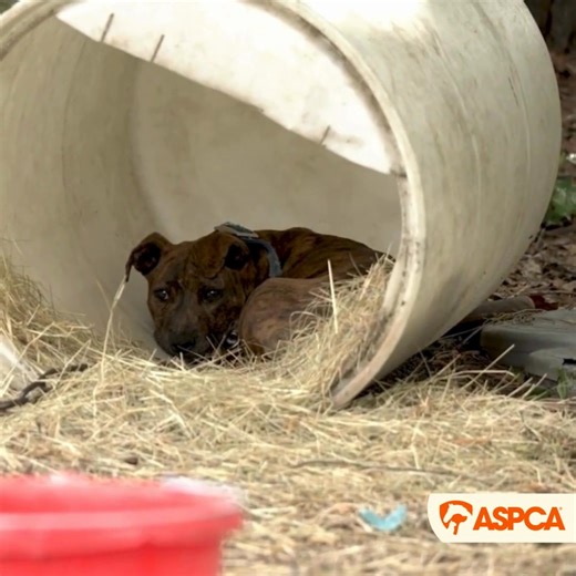 Create change for animals for just 63¢ a day. Your gift supports our lifesaving work across the country to rescue, protect and care for animals in need. Donate today 🧡 | ASPCA
