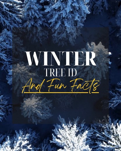 Think you know Nebraska trees—even in winter? Put your skills to the test! Our new Winter Tree ID & Fun Facts video is now streaming on YouTube. Learn how to spot Nebraska trees by buds, bark, and shape—no leaves required. https://youtu.be/ej2f90TTvE4 | Nebraska Forest Service
